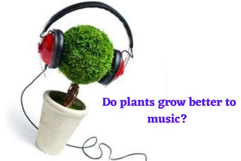 do plants grow faster with music does classical music have a better effect than pop music?